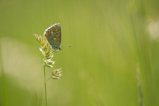 The clover blue (Polyommatus bellargus) is a species of diurnal butterfly in the family Lycaenidae.