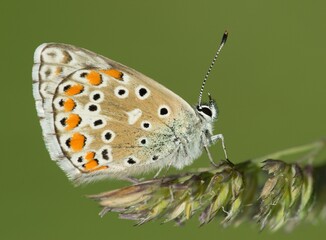 Obraz premium The clover blue (Polyommatus bellargus) is a species of diurnal butterfly in the family Lycaenidae.