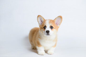 Portrait of cute puppy corgi. Little smiling dog on gray background. Free space for text. Dog for advertising tape.