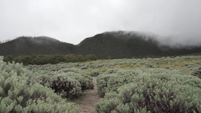 Mount Papandayan Volcano in Garut West Java Indonesia - The Edelweiss Flowers Field