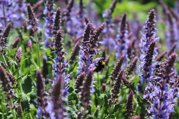 Obraz premium lavender in the field