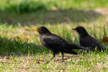 Close-up of a sitting common blackbird during spring time