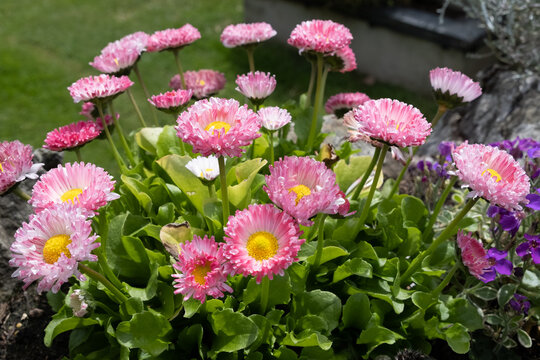 Seaside Daisy, Erigeron glaucus Ker Gawi, flowering in Thurlestone Devon