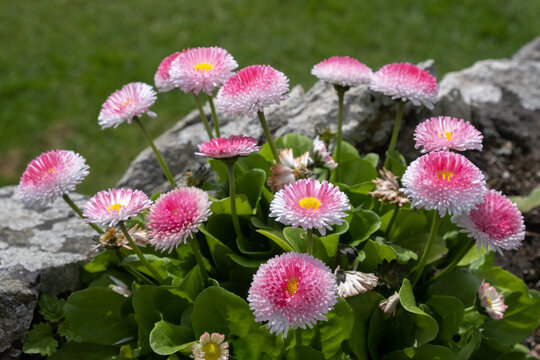 Seaside Daisy, Erigeron glaucus Ker Gawi, flowering in Thurlestone Devon