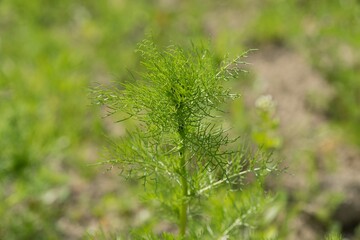 Dill (Anethum graveolens) is used as a vegetable, spice and as a medicine.