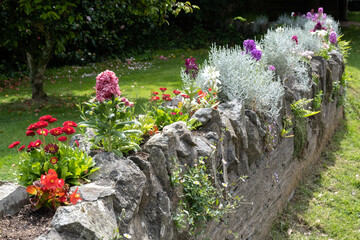 Various flowers growing in a wall in Thurlestone Devon