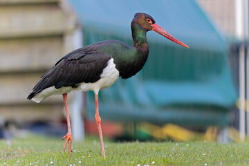 A wild adult black stork(Ciconia nigra) foraging in a garden in the Netherlands. 