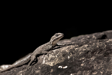 lizard