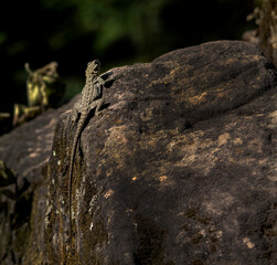 lizard