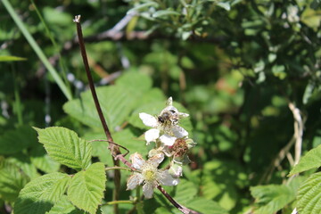 bee on a flower