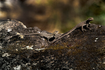 lizard