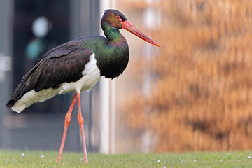 A wild adult black stork(Ciconia nigra) foraging in a garden in the Netherlands. 