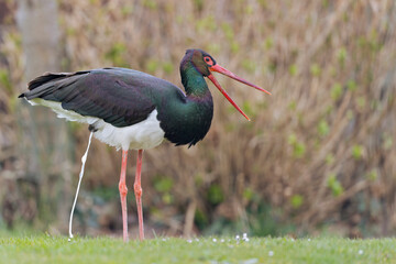 A wild adult black stork(Ciconia nigra) laughing and pooping in a garden in the Netherlands. 
