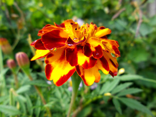 marigold flower of the aster family close-up with raindrops on the petals