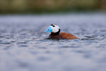 White-headed duck swimming in a lagoon in Spain.