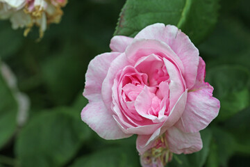 Pink rose flower in close up