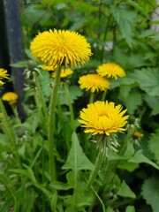 Yellow flowers of dandelions in a green field