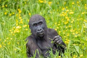 gorilla feeding © SR7 Photo