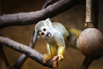 Photo of Saimiri sciureus in zoo habitat. He is so cute animal.