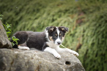 Border collie is lying on the stones. He is in austria nature near to the waterfall.