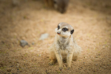 Suricata is sitting on the stone. She is on the guard.