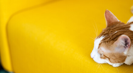half ginger home cat is relaxing on yellow armchair, visible pet head only - obrazy, fototapety, plakaty