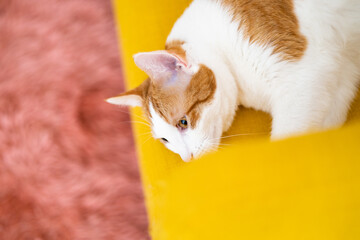 half ginger home cat is relaxing on yellow armchair, view from above