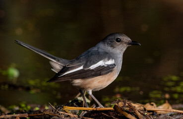 grey and white bird