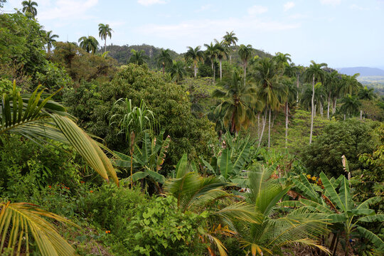 Tropical forest near Baracoa, Cuba