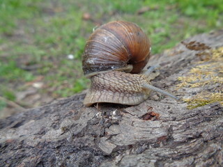 snail on a log