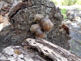 snails on a log