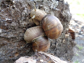 snails on the stump