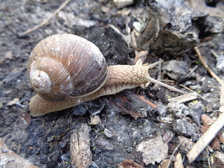 snail on the stump