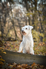 Schnauzer is sitting in the forest. It is autumn portret.