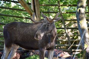 Moose standing with water dripping from the mouth