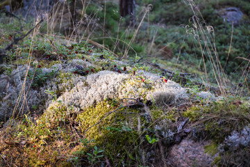 Nordic ecosystem vegetation in north Swedish forest
