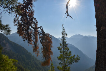 Obraz premium Panoramic view of Samaria gorge vegetation
