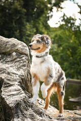 Puppy of australian shepherd is running in the nature. Summer nature in park.