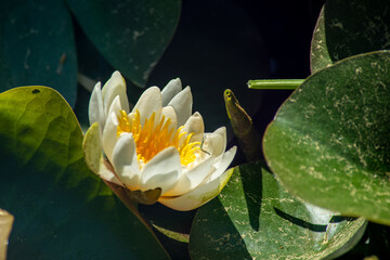 Seerose . Water lily