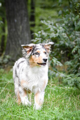 Puppy of australian shepherd is running in the nature. Summer nature in park.