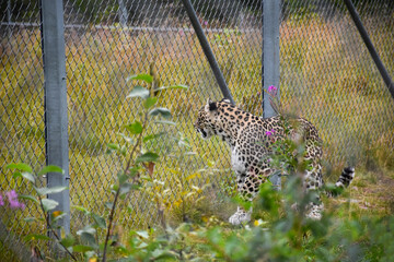 White leopard standing near a fence in a park © potatoehead