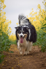 Border collie is running in yellow colza. He is running for his breader