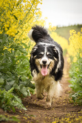Border collie is running in yellow colza. He is running for his breader