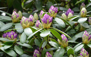 Rhododendron - Knospe blüht lila auf