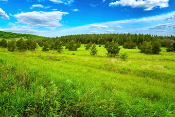 Obraz premium coniferous forest in green grass meadow mountains under cloudy dramatic sky