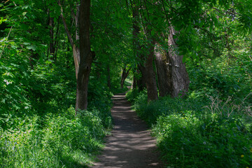 path in the forest
