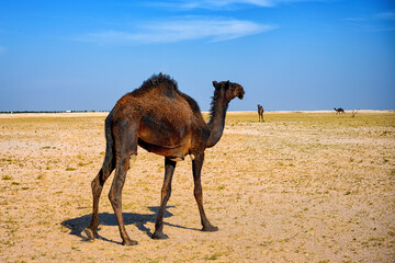 Black camel in the Empty Quarter desert