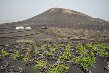  Les Canaries - La Geria