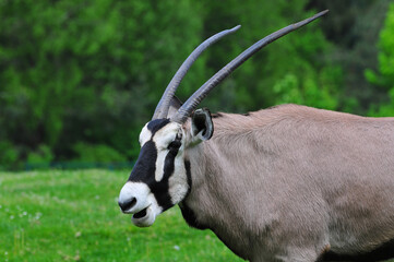 close up of a antelope