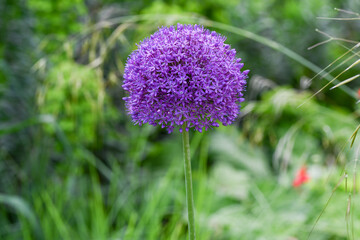 Flower head of Allium Purple Sensation(Allium aflatunense)_ Baden-Baden, Germany
